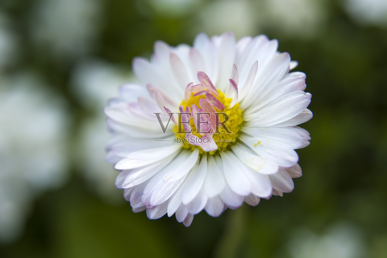 粉白色的雏菊花瓣特写照片摄影图片