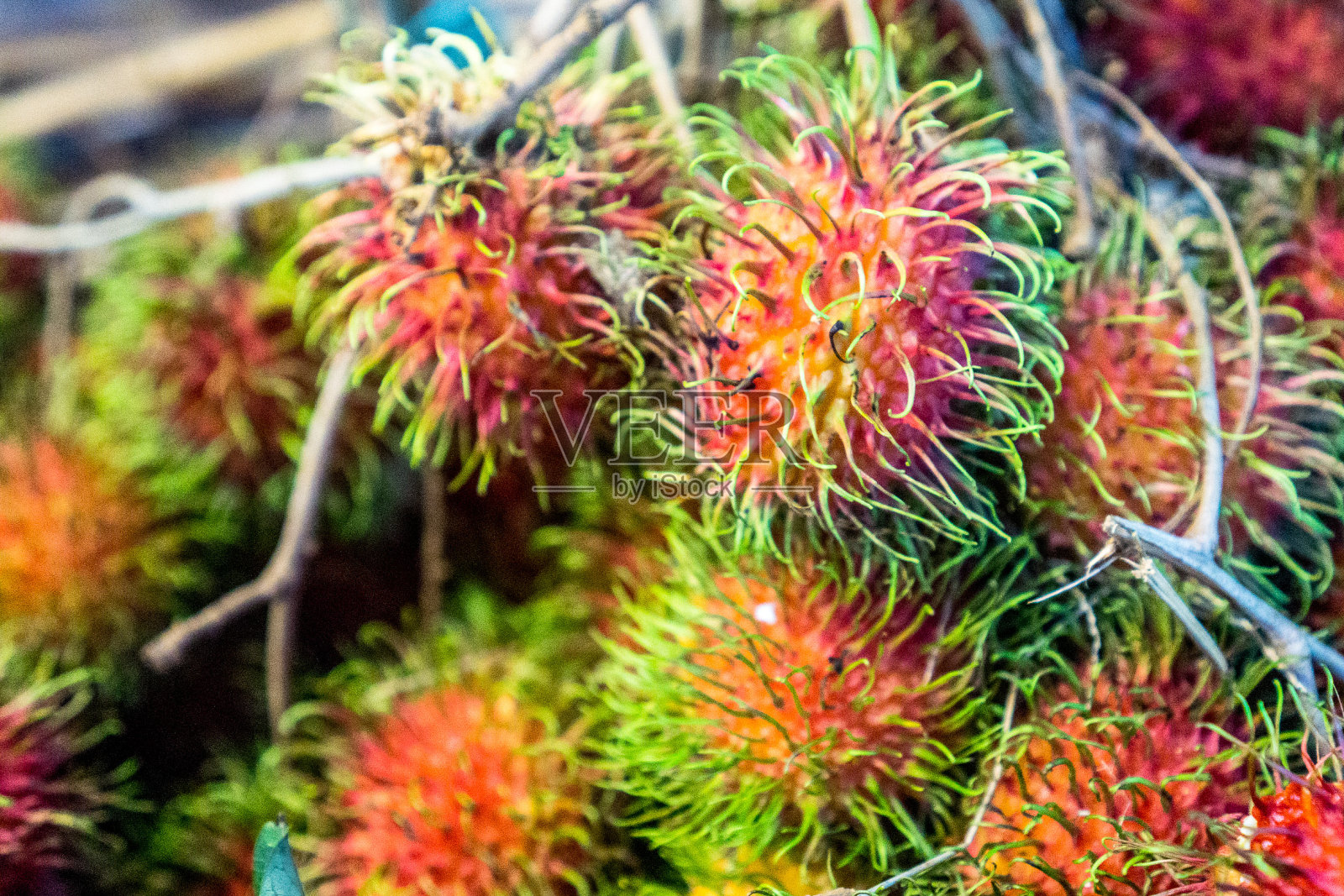 卡梅伦高地、马来西亚照片摄影图片