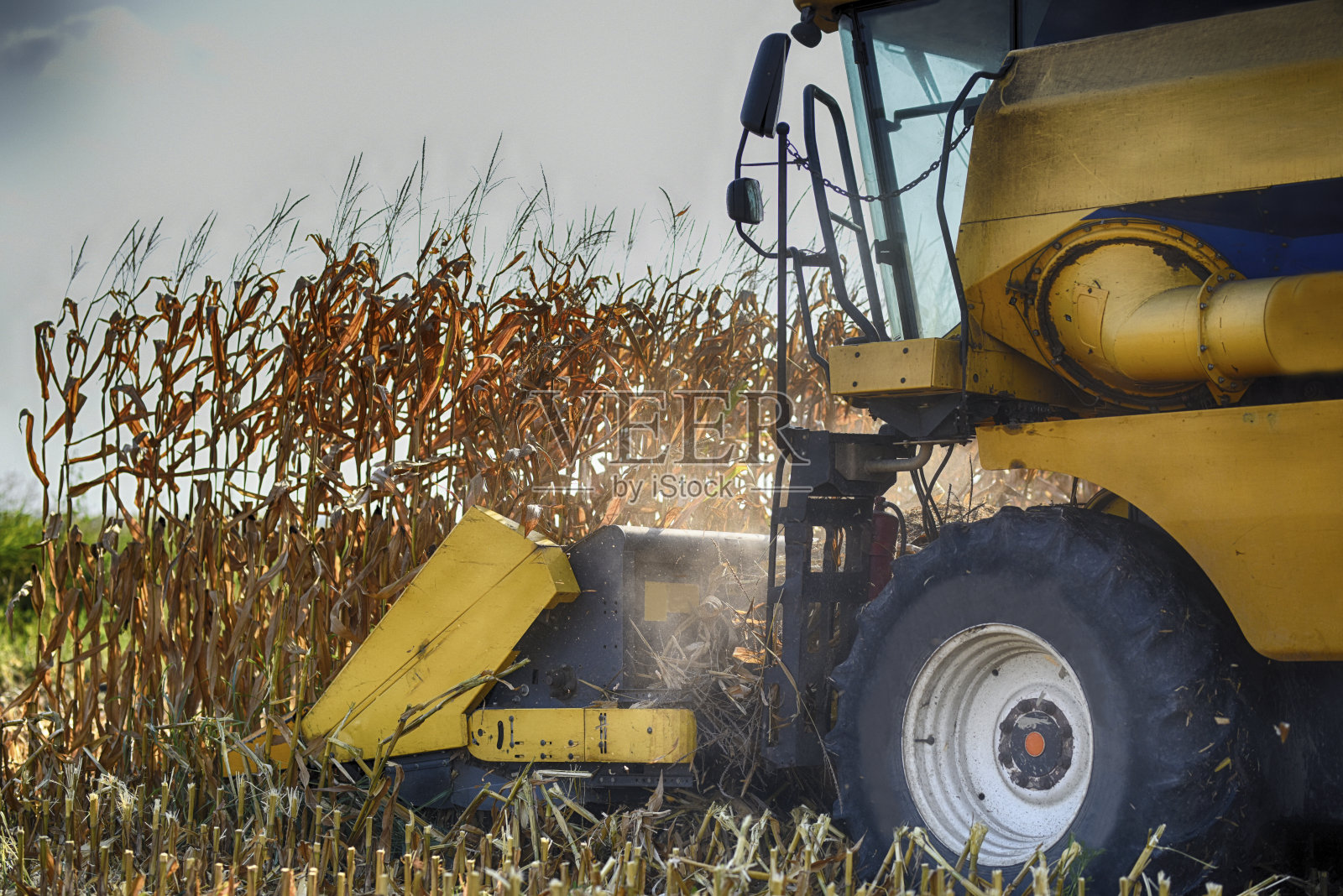 收获期间的玉米田照片摄影图片