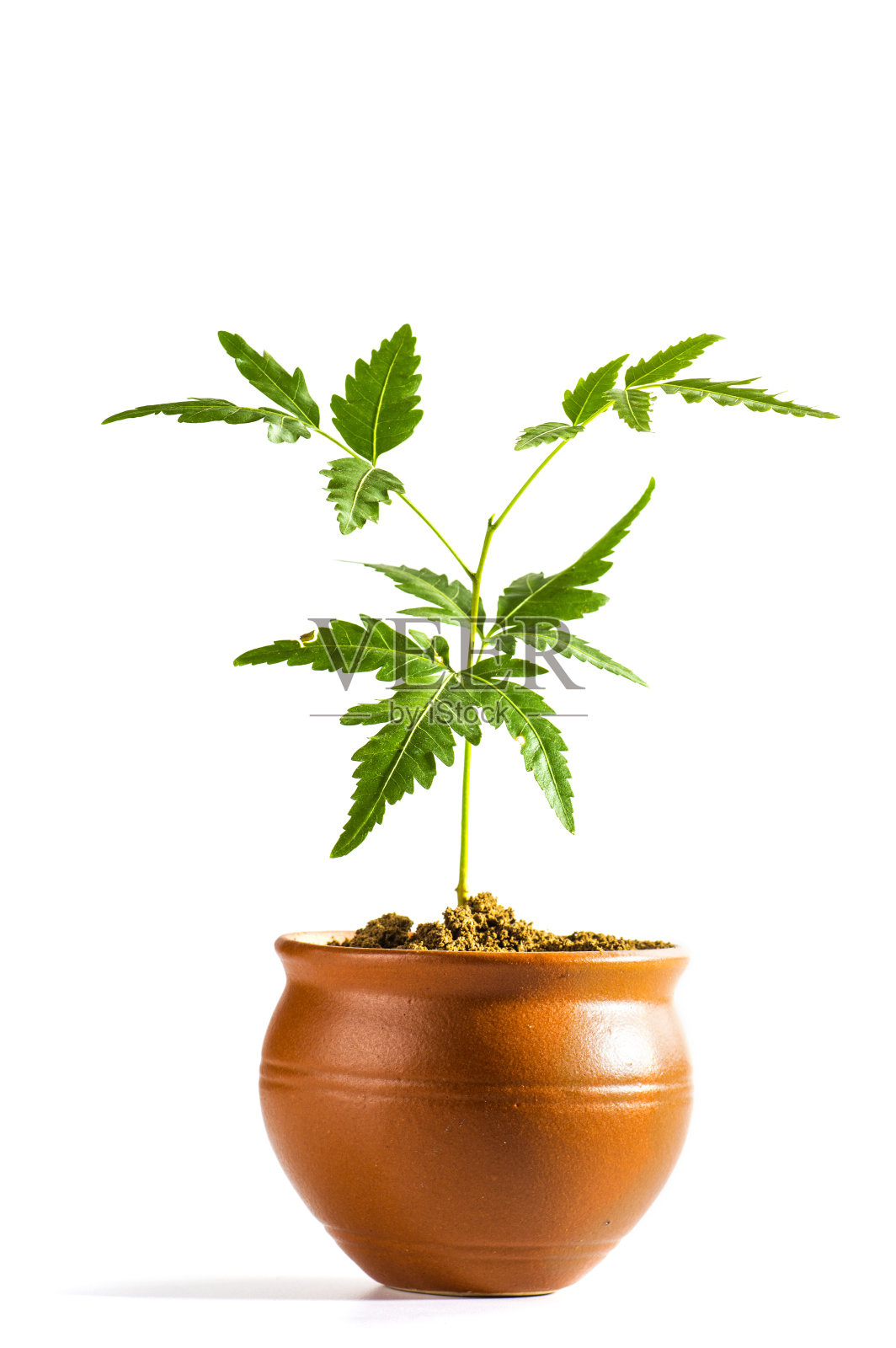 白色背景上的陶罐里的一棵年轻的楝树。Azadirachta indica树。照片摄影图片