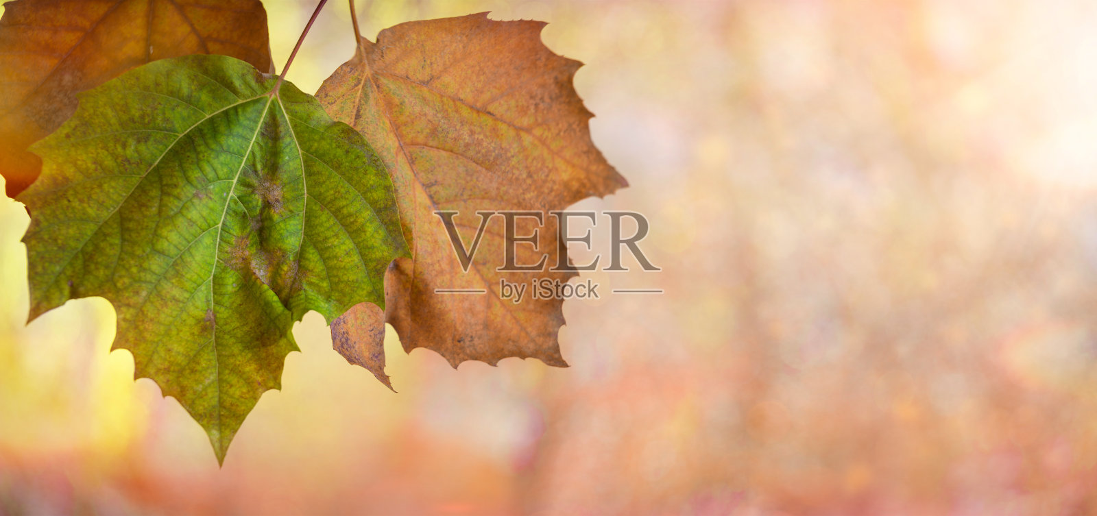 干树叶照片摄影图片