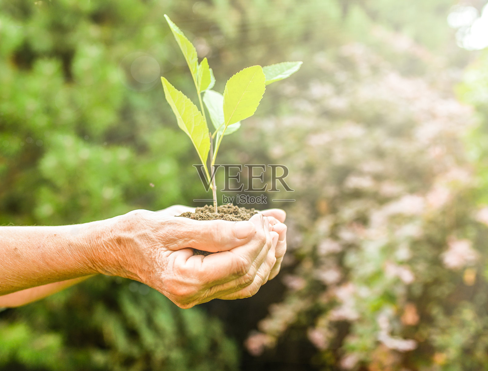 布满皱纹的手在阳光下握着一株绿色幼苗和一把泥土，绿色背景模糊照片摄影图片