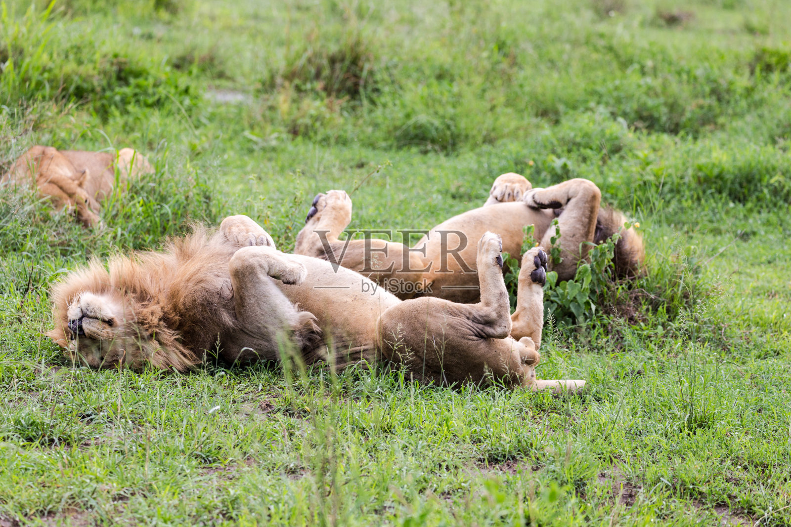 狮子照片摄影图片