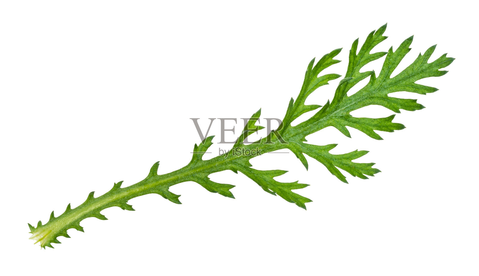 可食用的菊花植物剪绿叶照片摄影图片