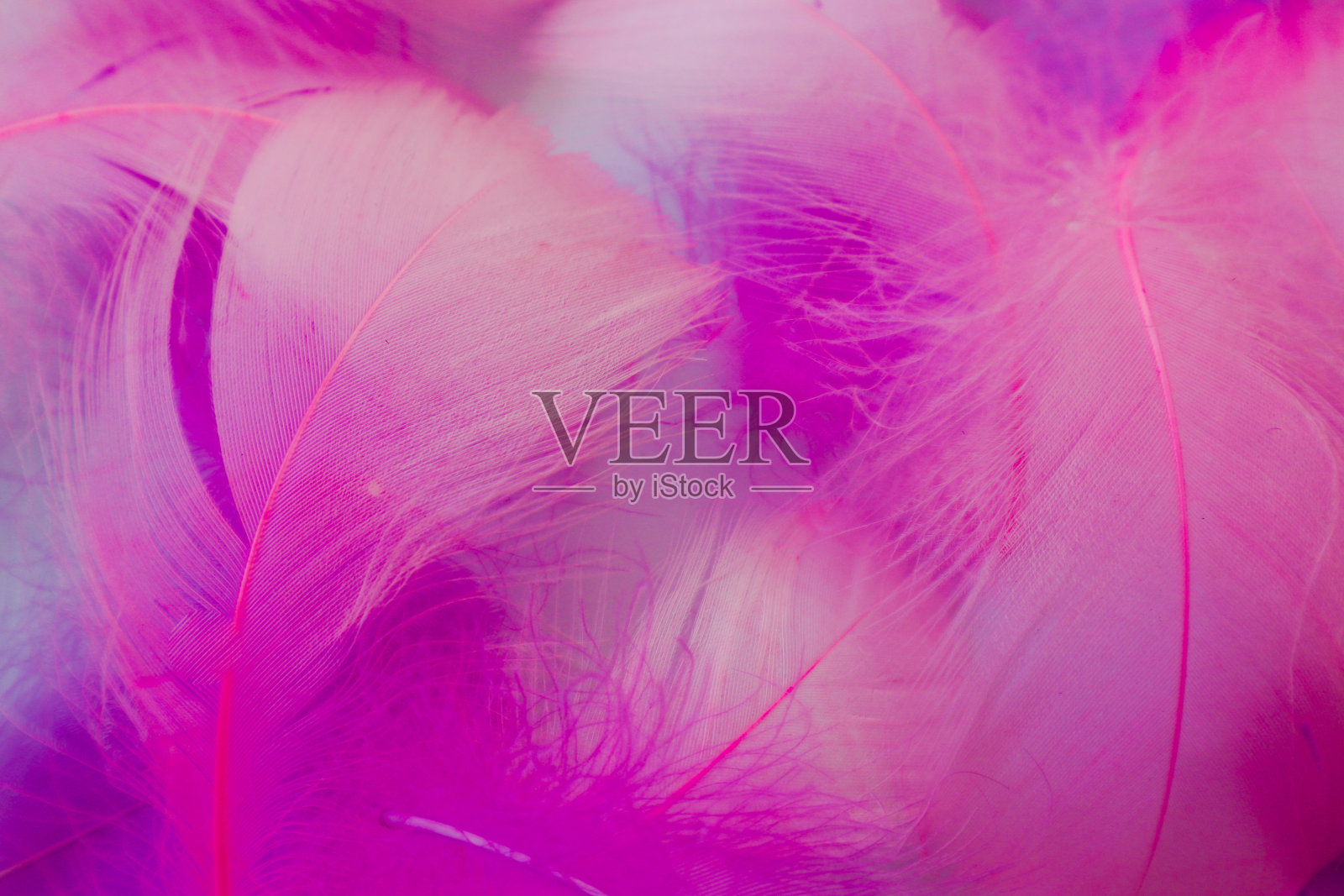 美丽抽象的紫色和蓝色羽毛上的白色背景和柔软的白色粉红色羽毛纹理上五颜六色的图案，丰富多彩的背景照片摄影图片