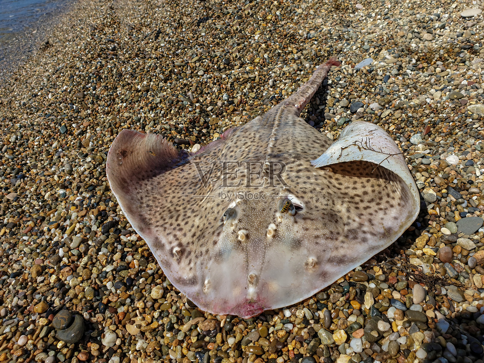 大刺鱼，海滩上的特写镜头。照片摄影图片