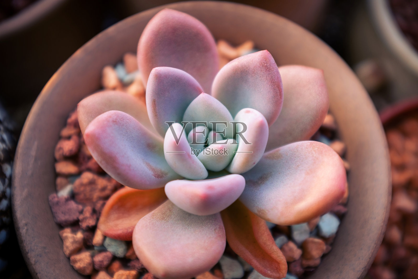 肉质植物背景的特写照片摄影图片