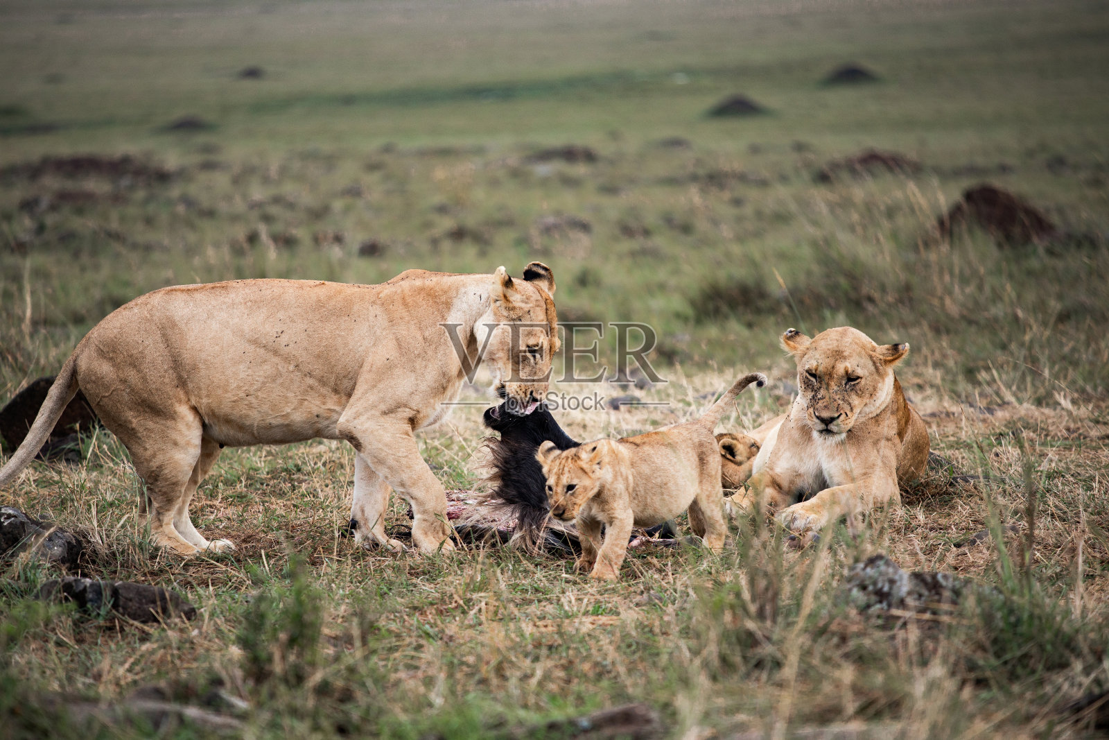雌狮和幼崽照片摄影图片