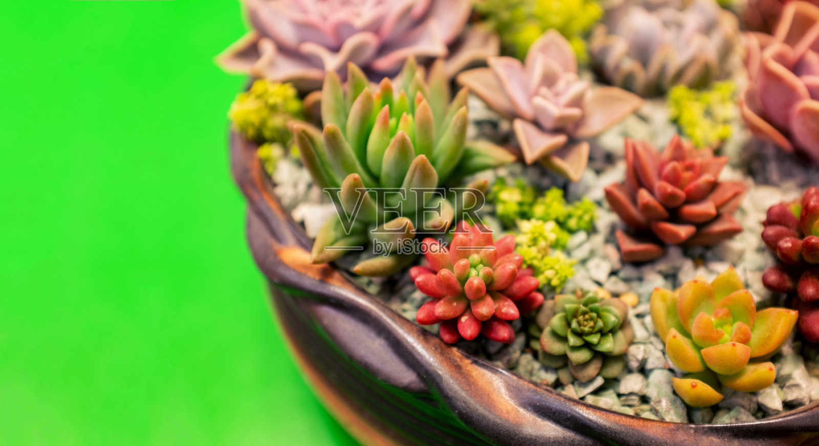 多肉植物在花盆的背景照片摄影图片