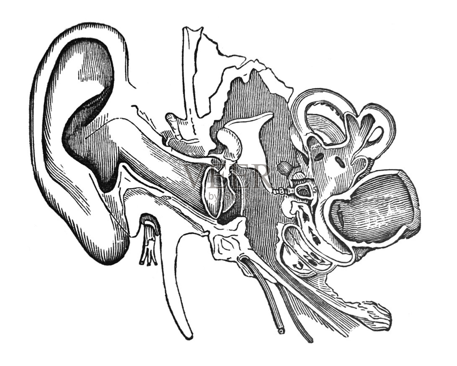 古董插图-一个视图的所有部分的耳朵插画图片素材