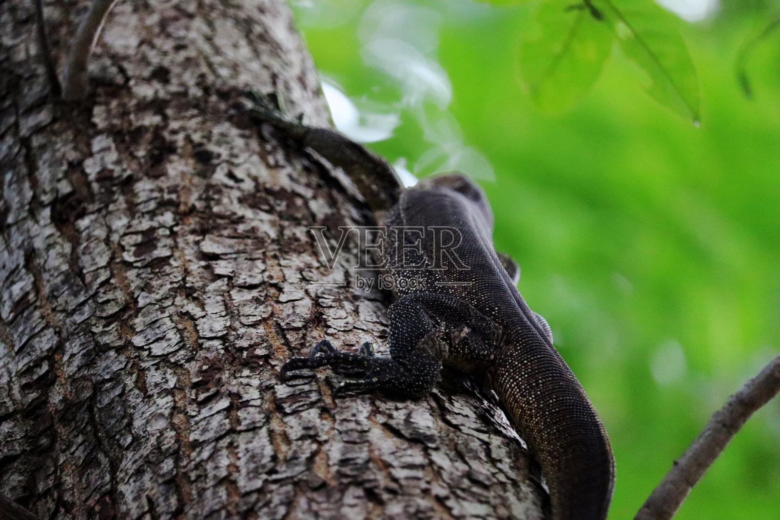 小巨蜥爬树照片摄影图片