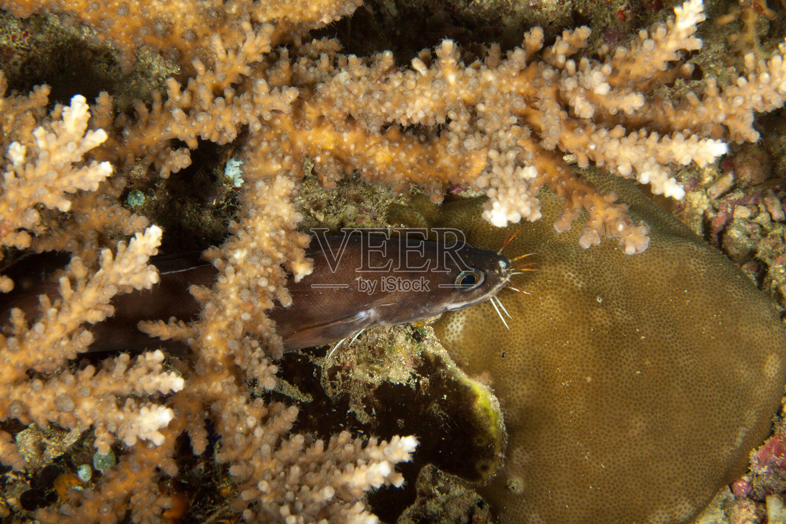 有胡子的cusk鳗鱼，Brotula multibarbata，属于蛇形目，而不是真正的鳗鱼照片摄影图片