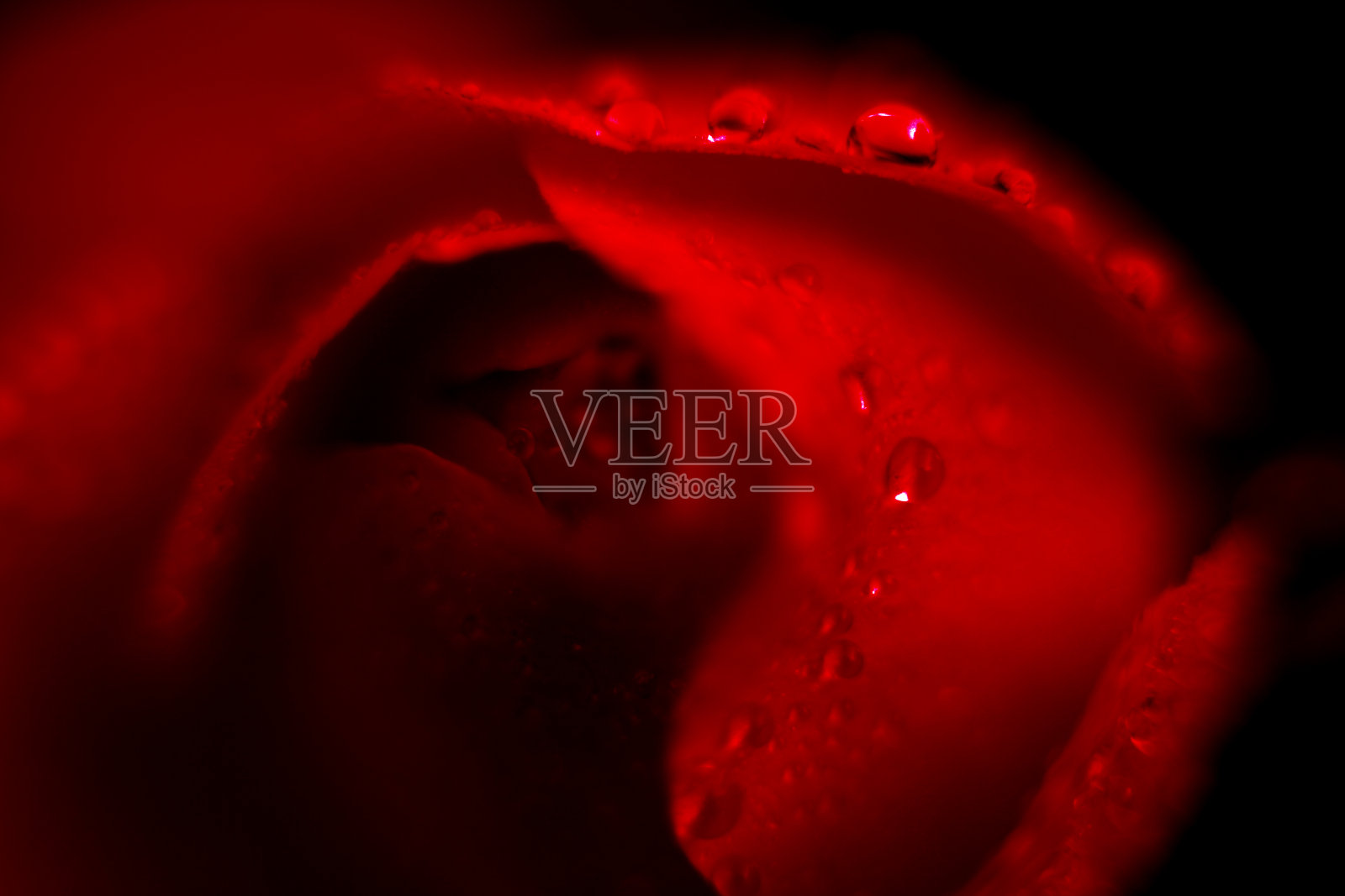 模糊的近距离微距充满活力的红玫瑰，完美的浪漫情人节贺卡花背景照片摄影图片