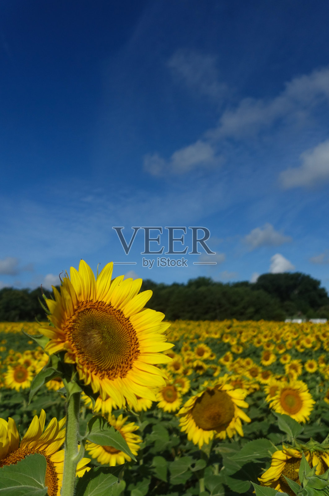 向日葵在蓝天下面向太阳的垂直图像;丰富多彩的复制空间照片摄影图片