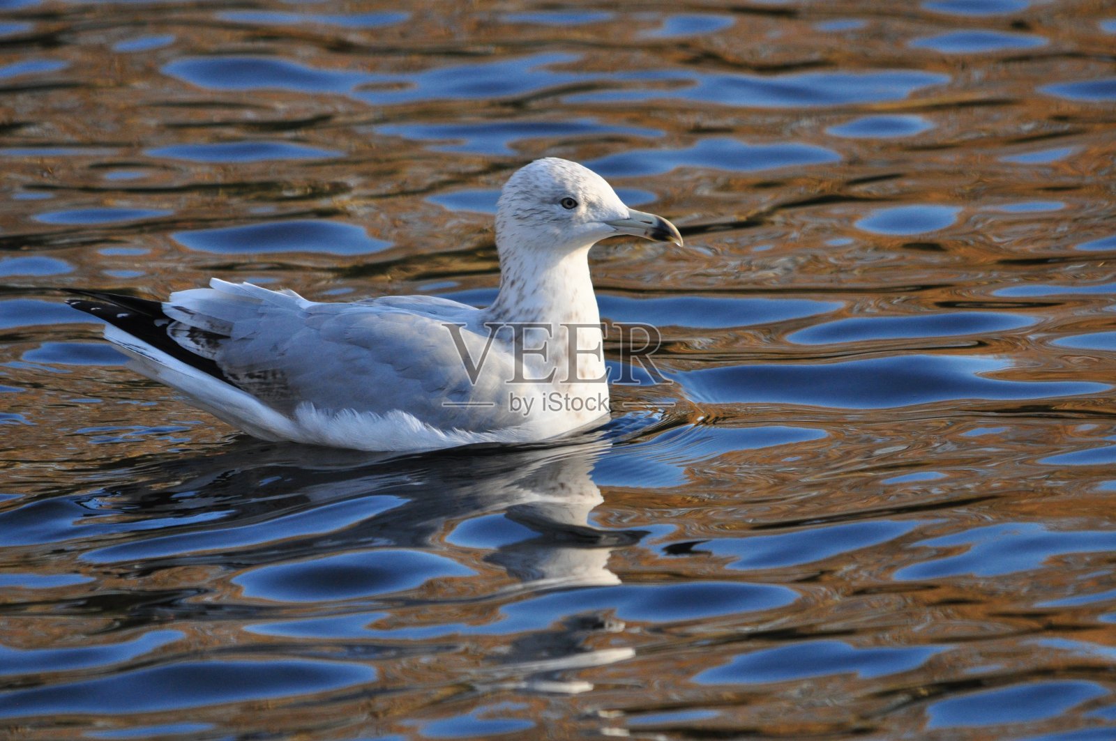 城市野生动物:海鸥照片摄影图片