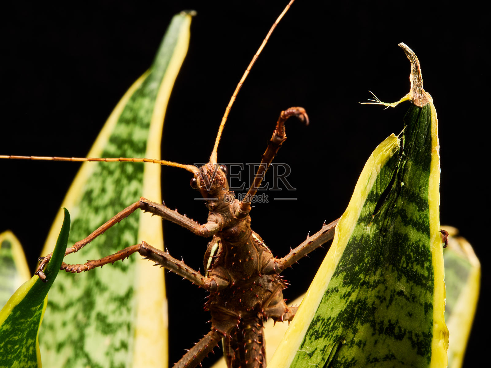 一只雄性丛林若虫(异翅鸟)看着照相机，同时爬上一片绿叶。照片摄影图片