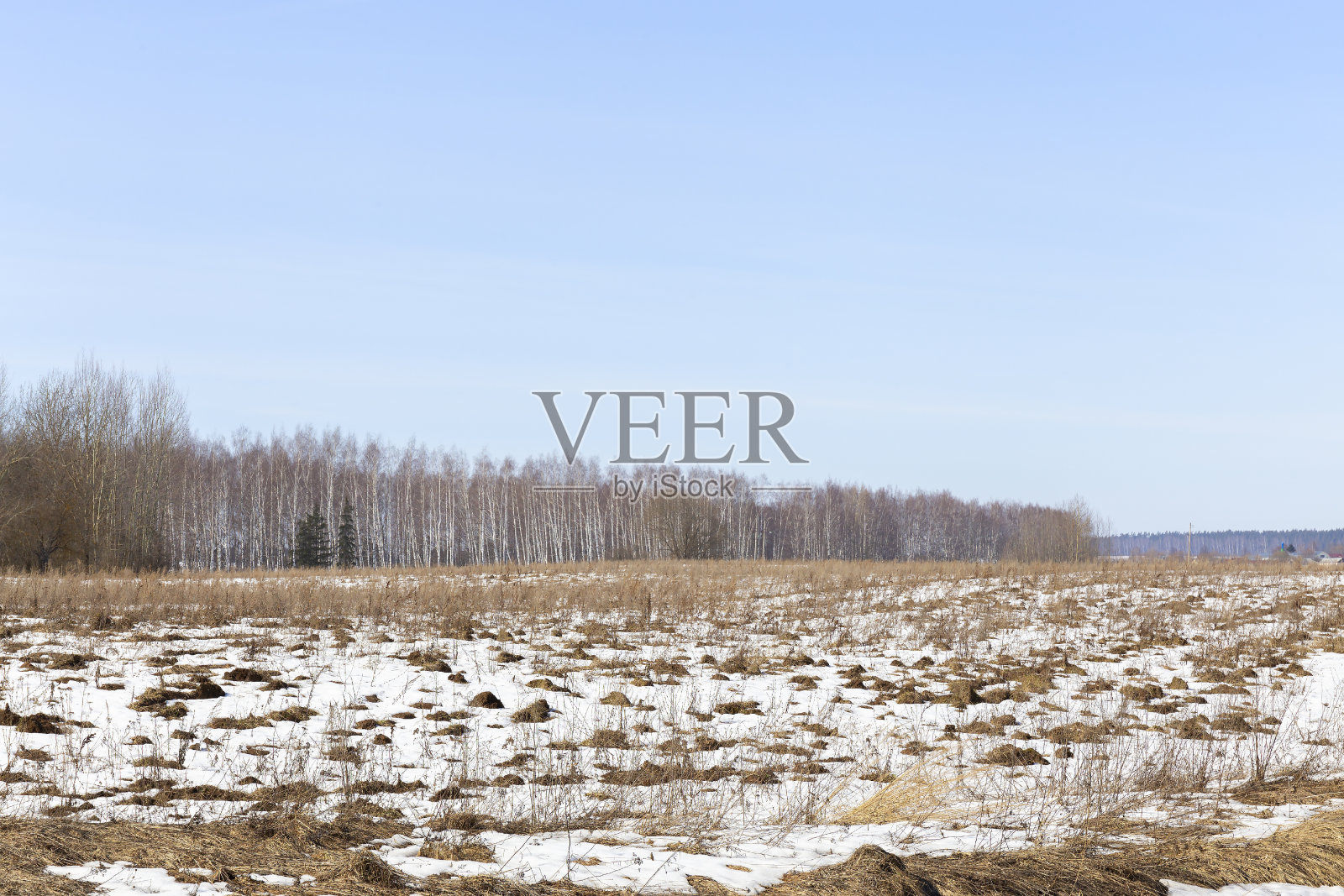 在早春拍摄的桦树森林边缘的野外全景。照片摄影图片