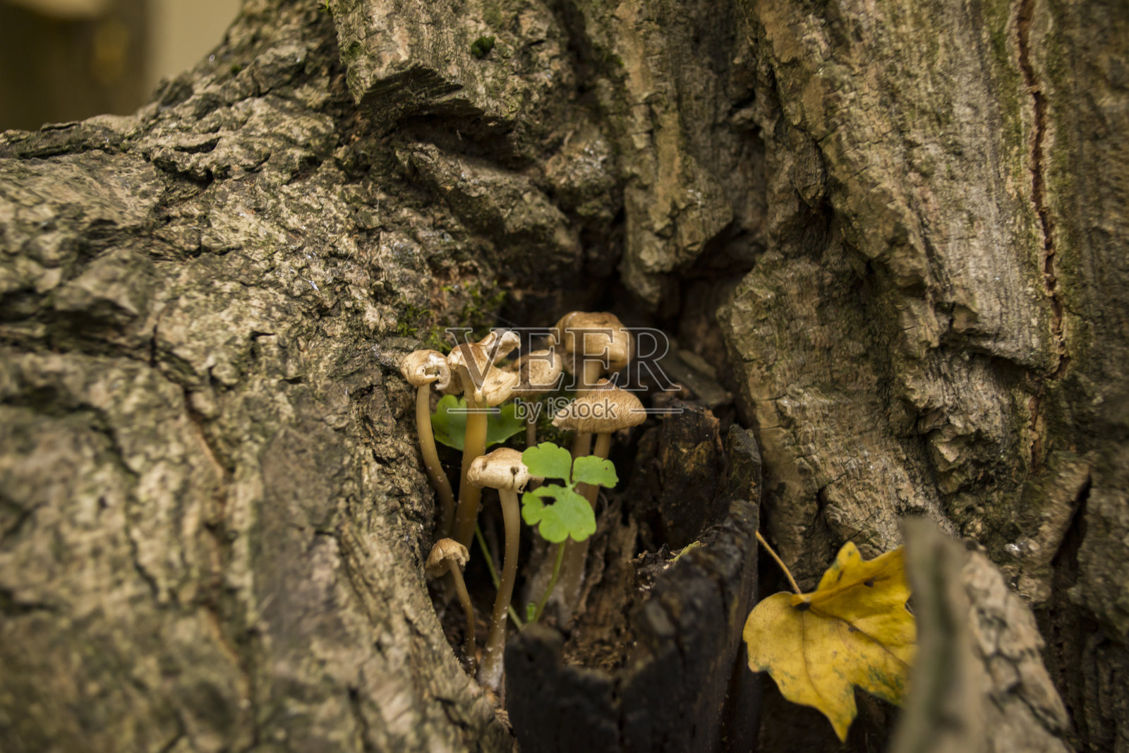 树旁的蘑菇。微距镜头。照片摄影图片