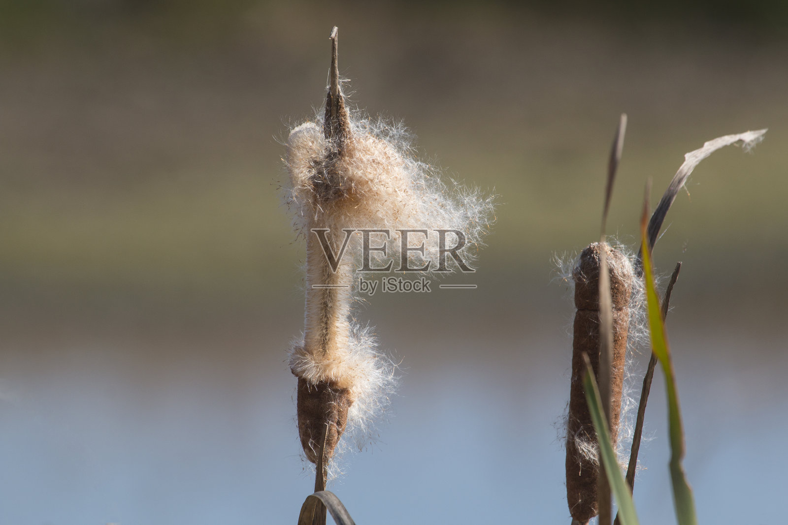 九尾猫照片摄影图片