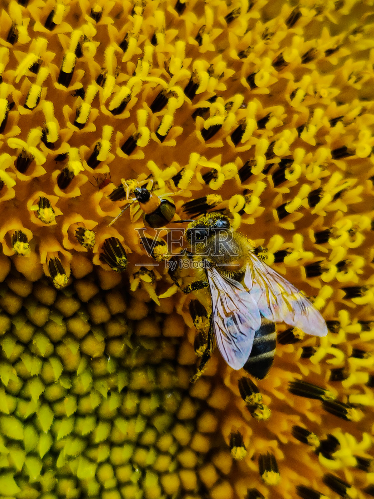 蜜蜂和向日葵照片摄影图片