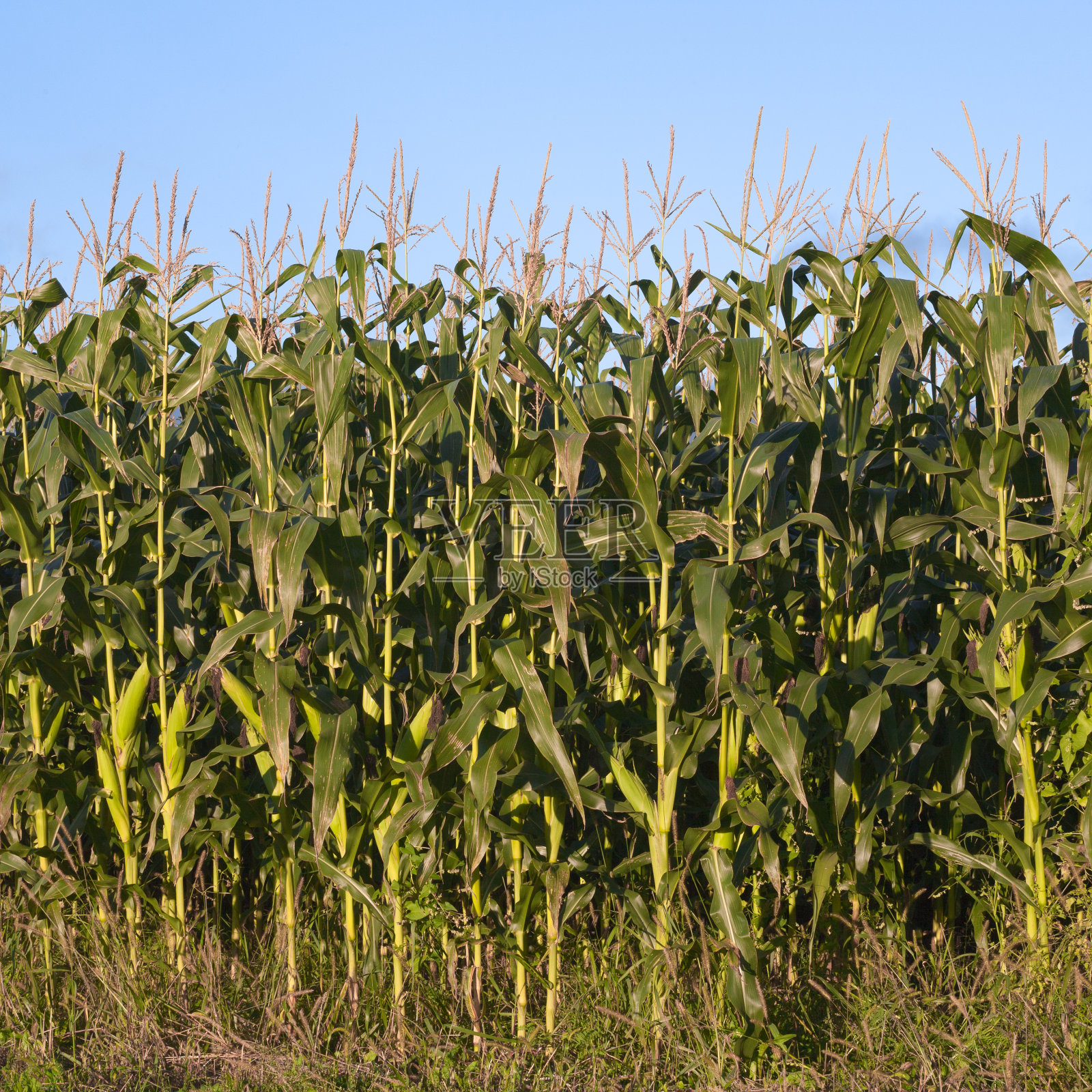 玉米田梗照片摄影图片