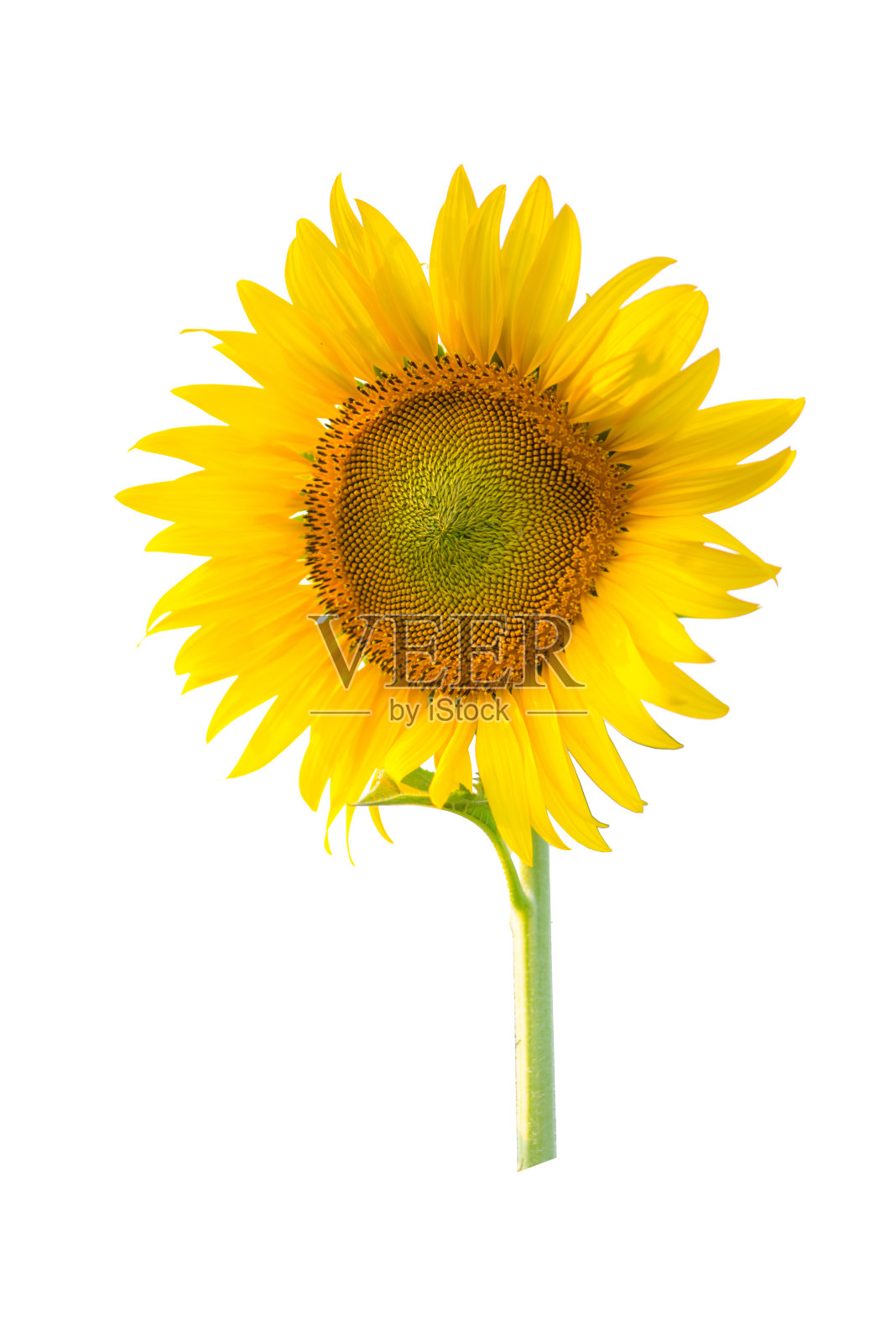 向日葵孤立在白色背景上照片摄影图片