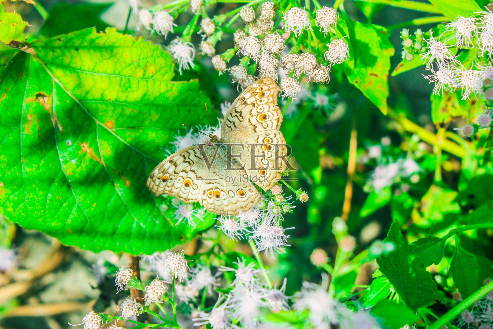 美丽的蝴蝶照片摄影图片