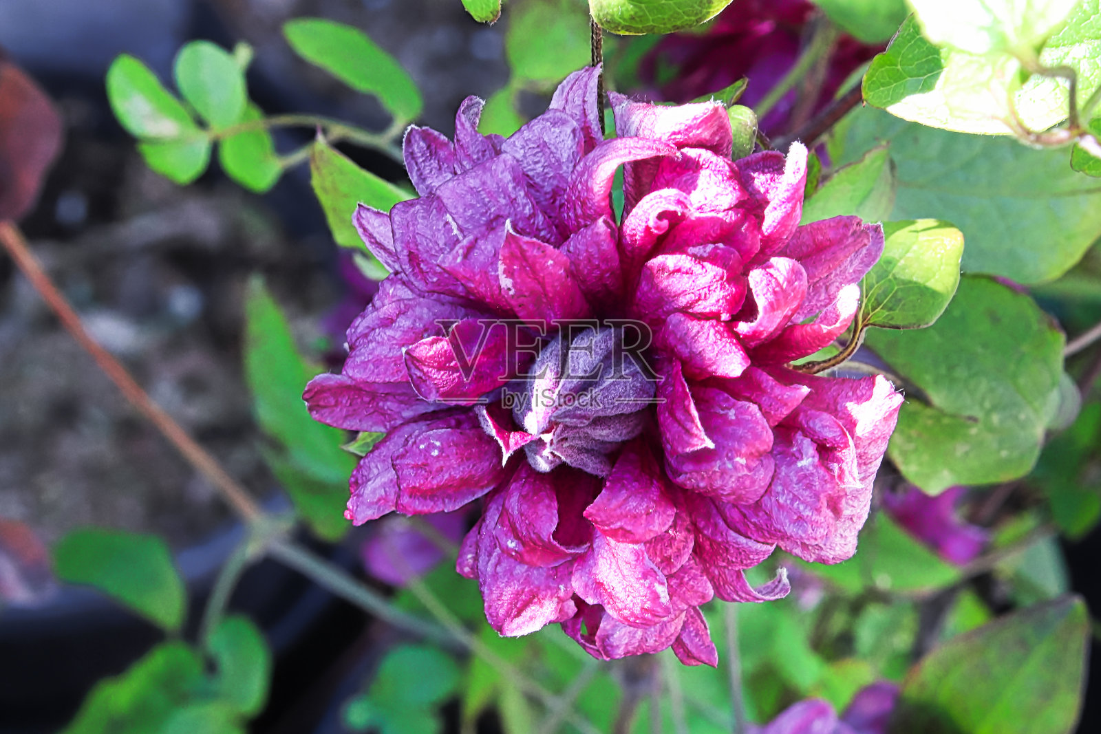 重瓣铁线莲花瓣中心的特写照片摄影图片