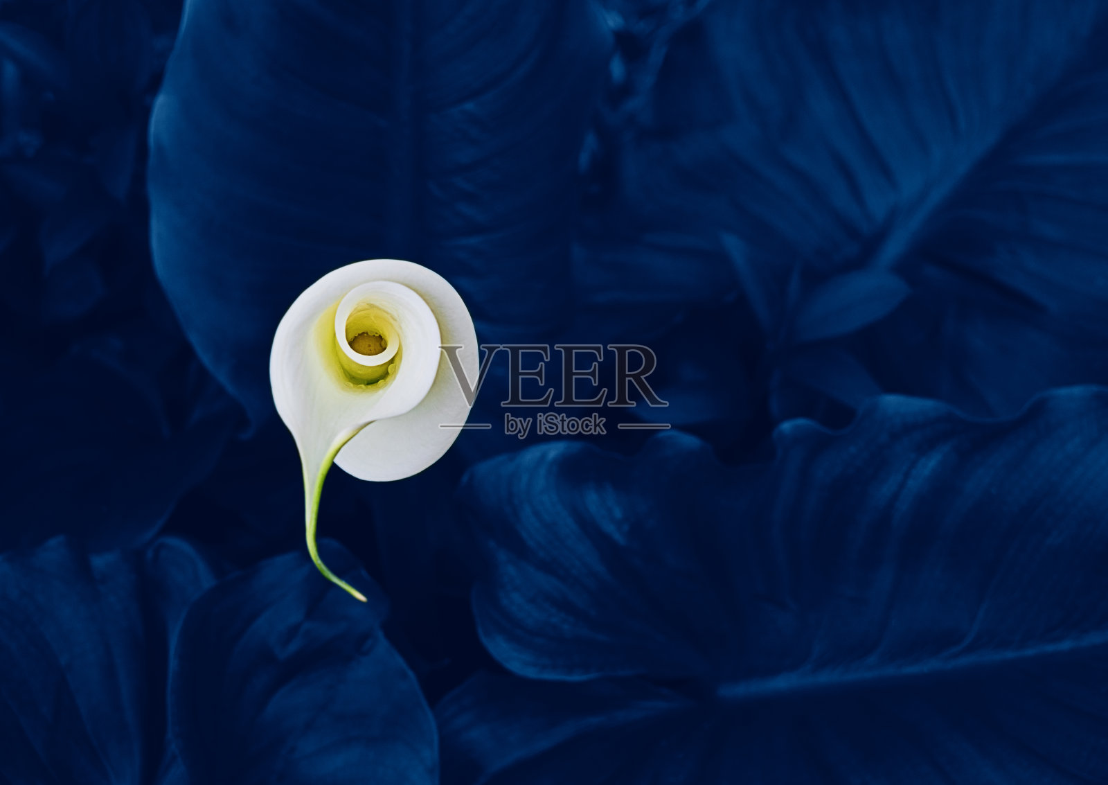 经典蓝色叶子中的海芋花照片摄影图片