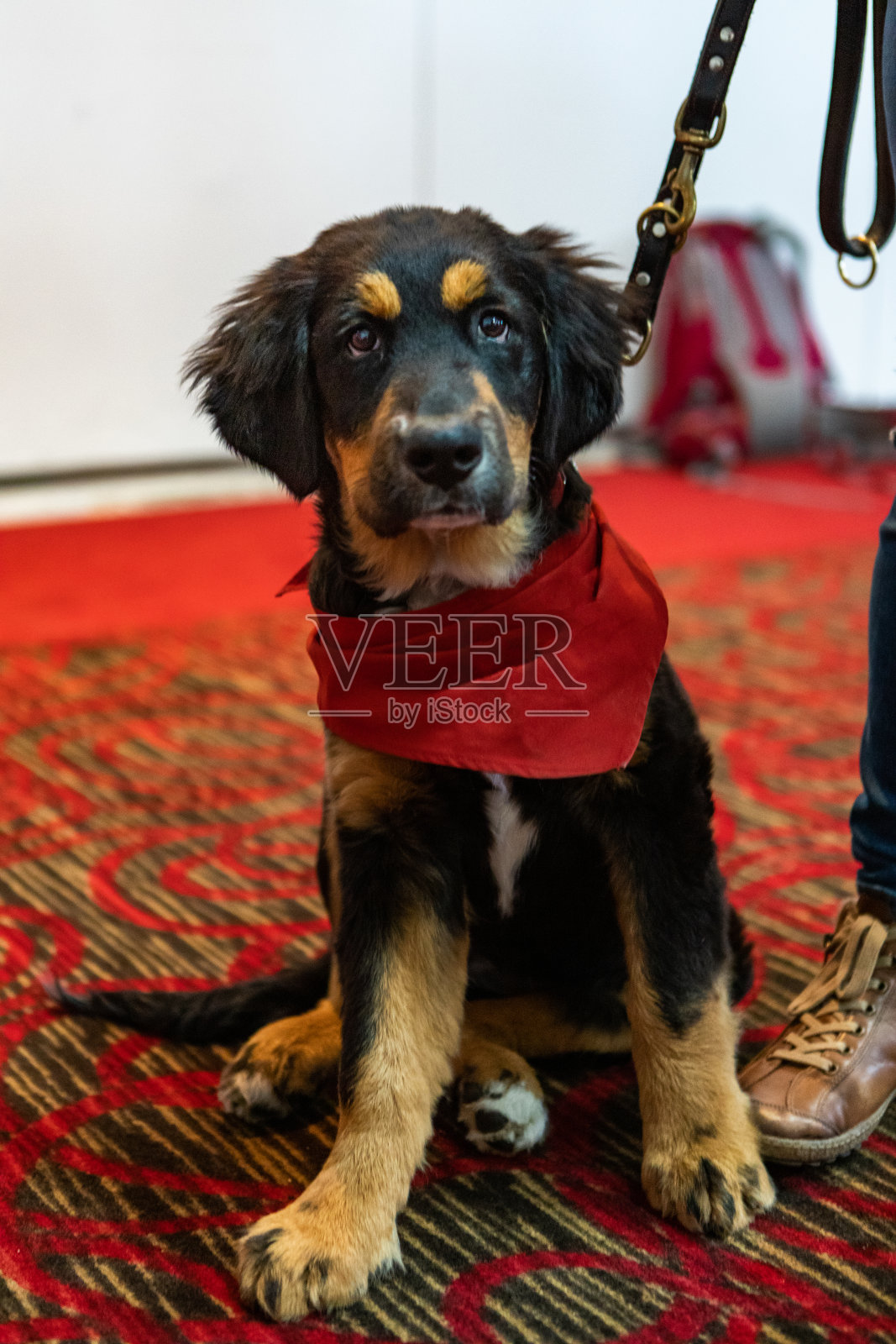 主人用皮带牵着的听话的小狗。照片摄影图片