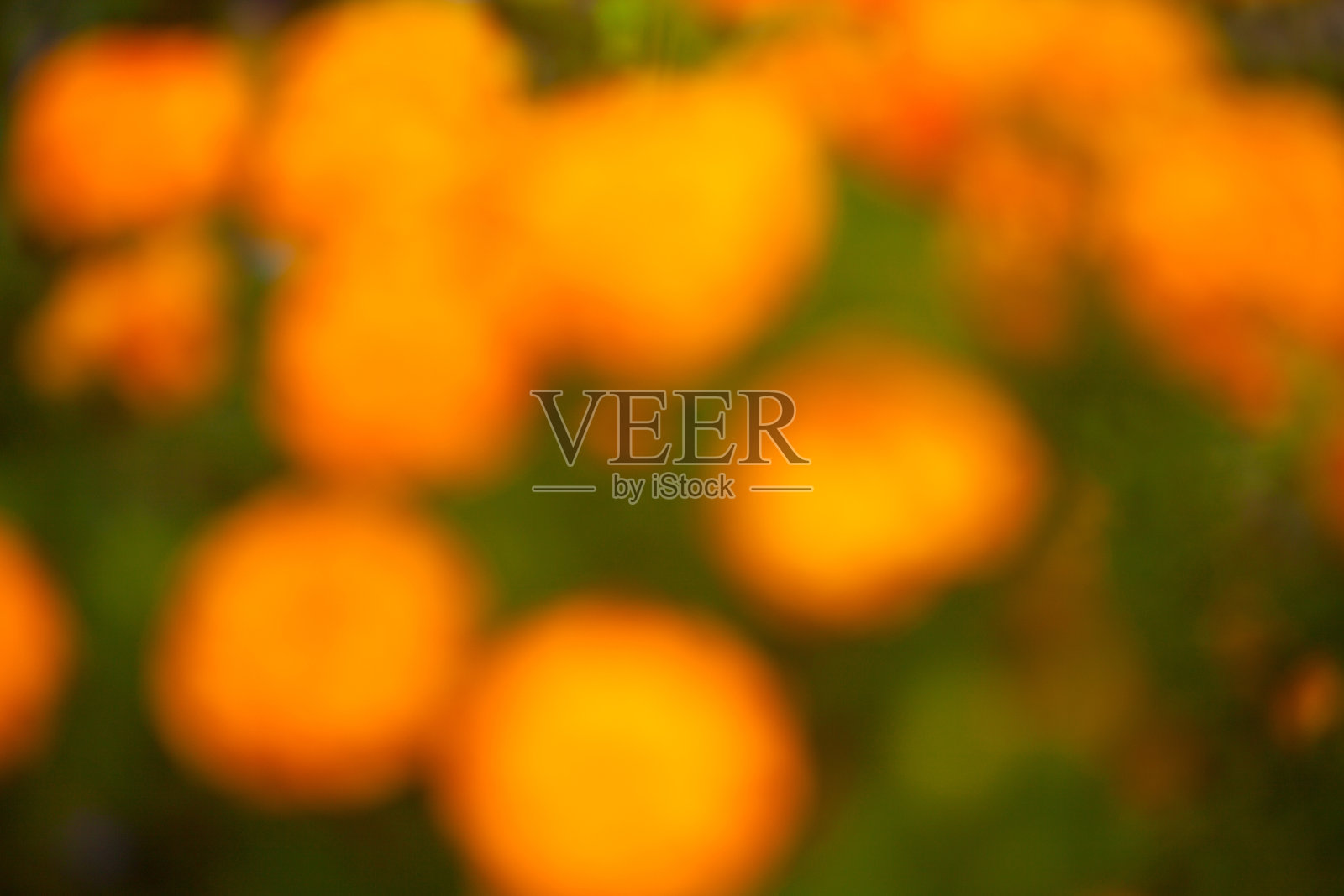 美丽的橙色金盏花在绿色的背景上照片摄影图片