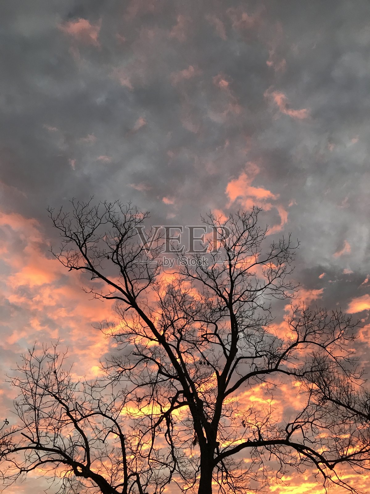 戏剧性的日出和云与树的剪影垂直照片摄影图片