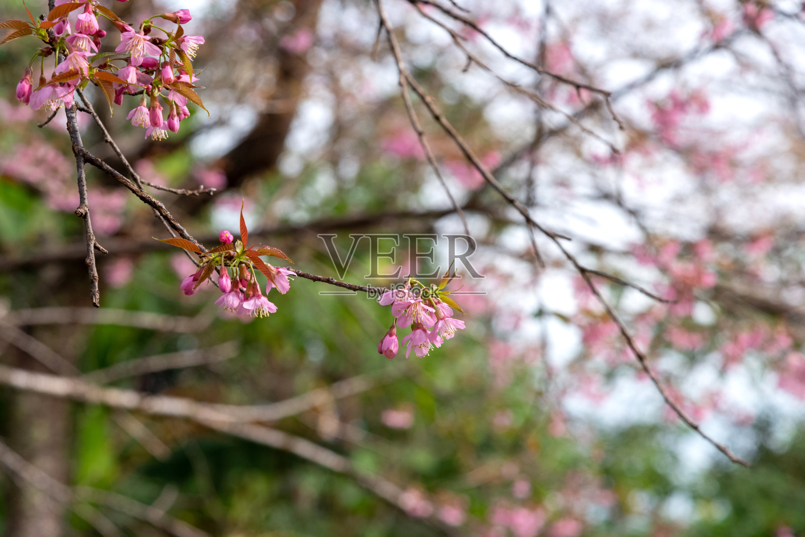 樱花或野生喜马拉雅樱粉色花照片摄影图片