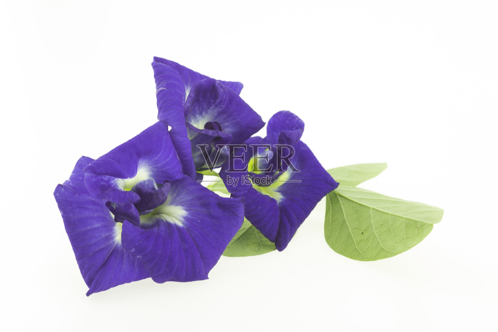 蝴蝶豌豆照片摄影图片