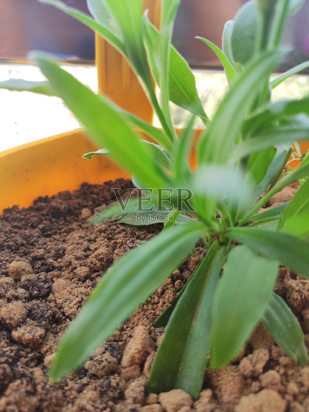 绿色的叶子接触棕色的新鲜土壤照片摄影图片