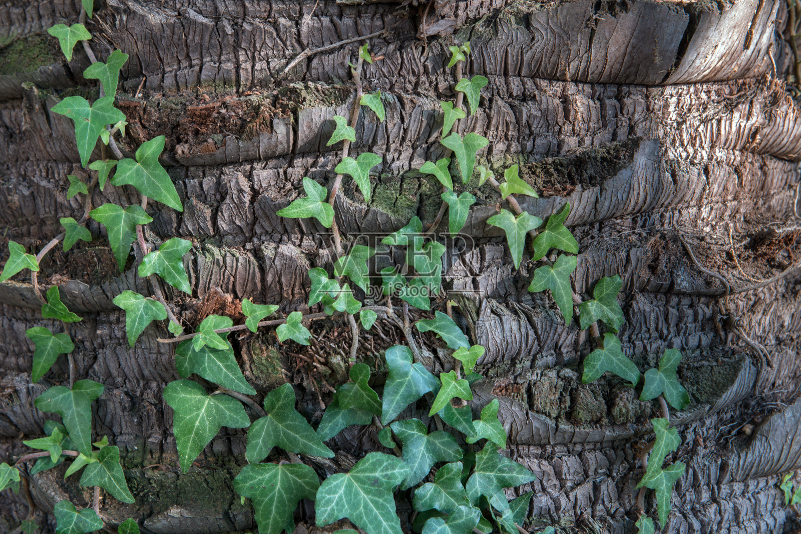 背景纹理的树皮与绿色常春藤照片摄影图片