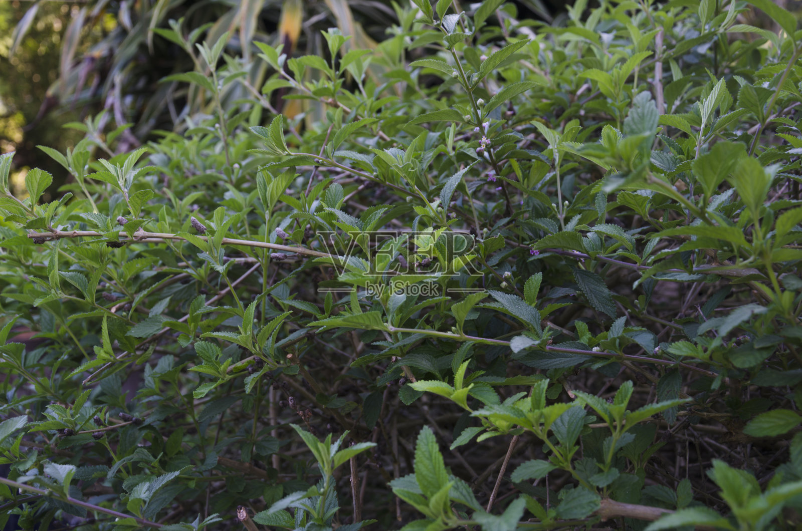 柠檬香膏照片摄影图片