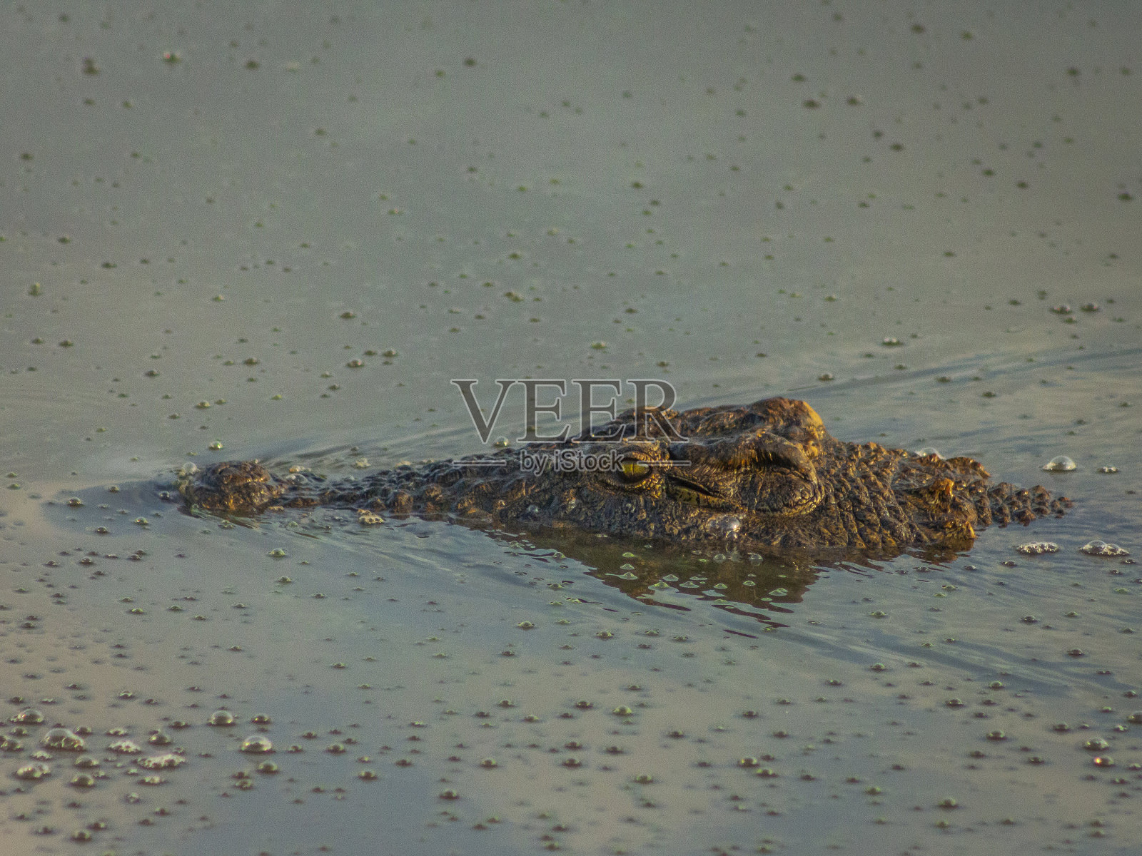 在自然环境中捕获的野生动物照片摄影图片