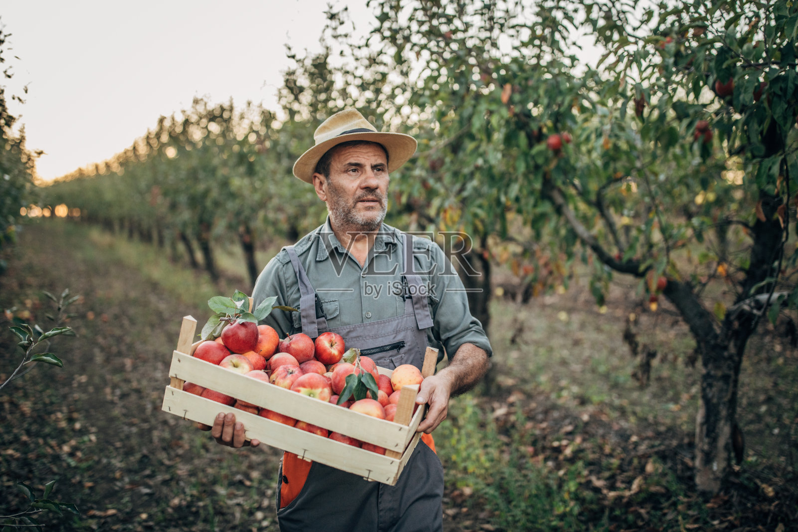 一个在果园里摘苹果的人的肖像照片摄影图片