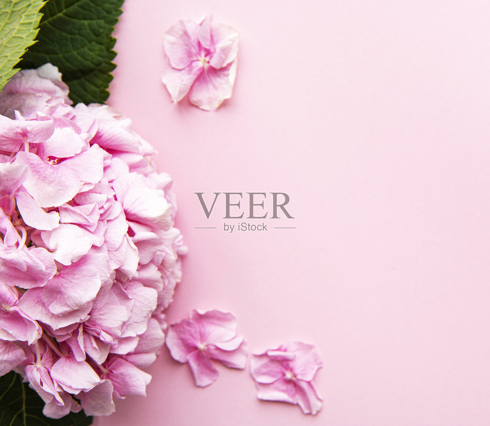 粉红色的绣球花在粉红色的背景上照片摄影图片