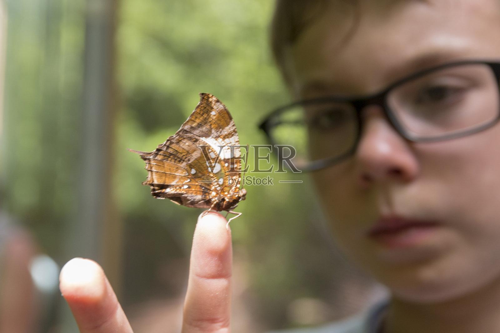 男孩看着蝴蝶栖息在他的手指上照片摄影图片