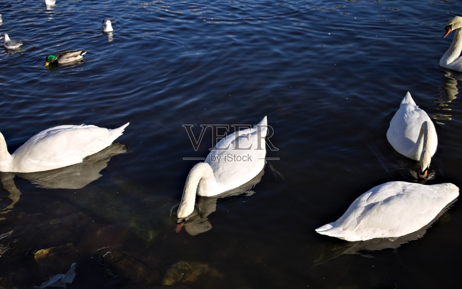 布拉格伏尔塔瓦河上的一群白天鹅(捷克共和国，欧洲)照片摄影图片