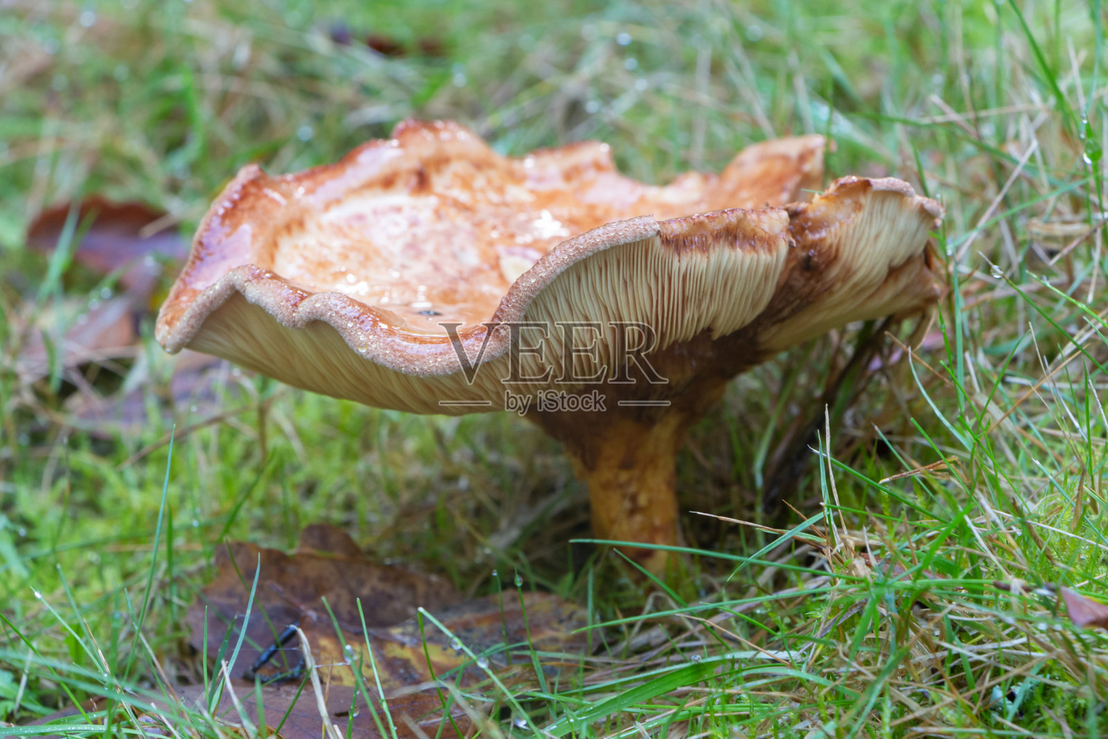草中的褐色乳帽蘑菇照片摄影图片