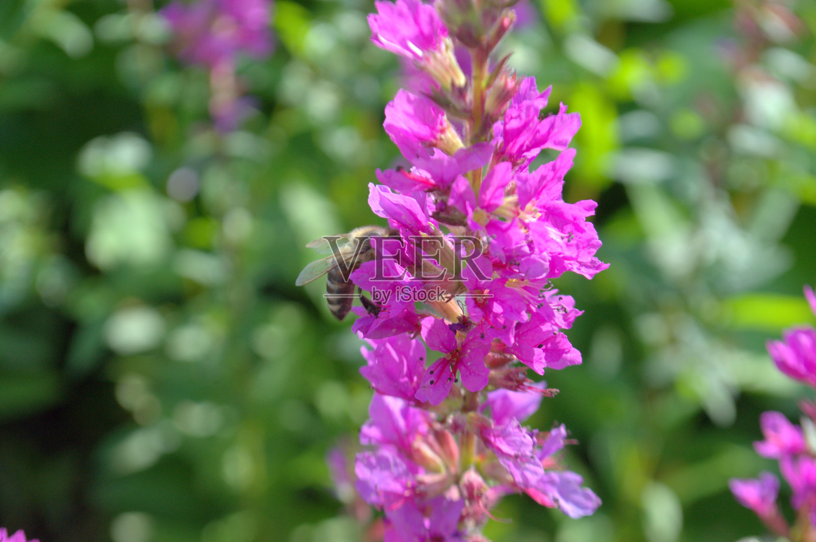 鼠尾草和黄蜂照片摄影图片