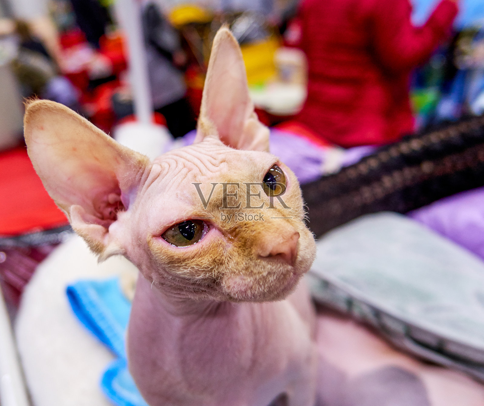 斯芬克斯猫的悲哀肖像特写照片摄影图片