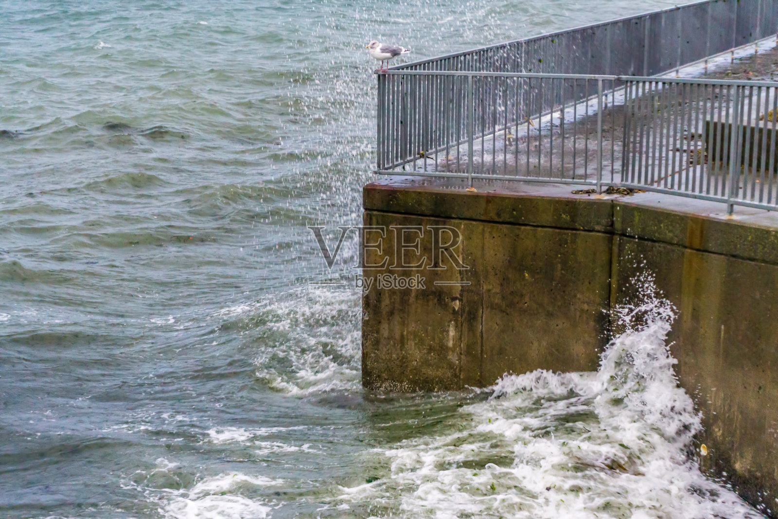 海浪和鸟照片摄影图片