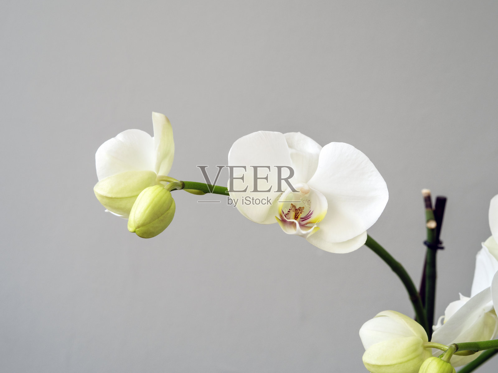 一种盛开的白色兰花的枝，中间有黄色和花蕾照片摄影图片