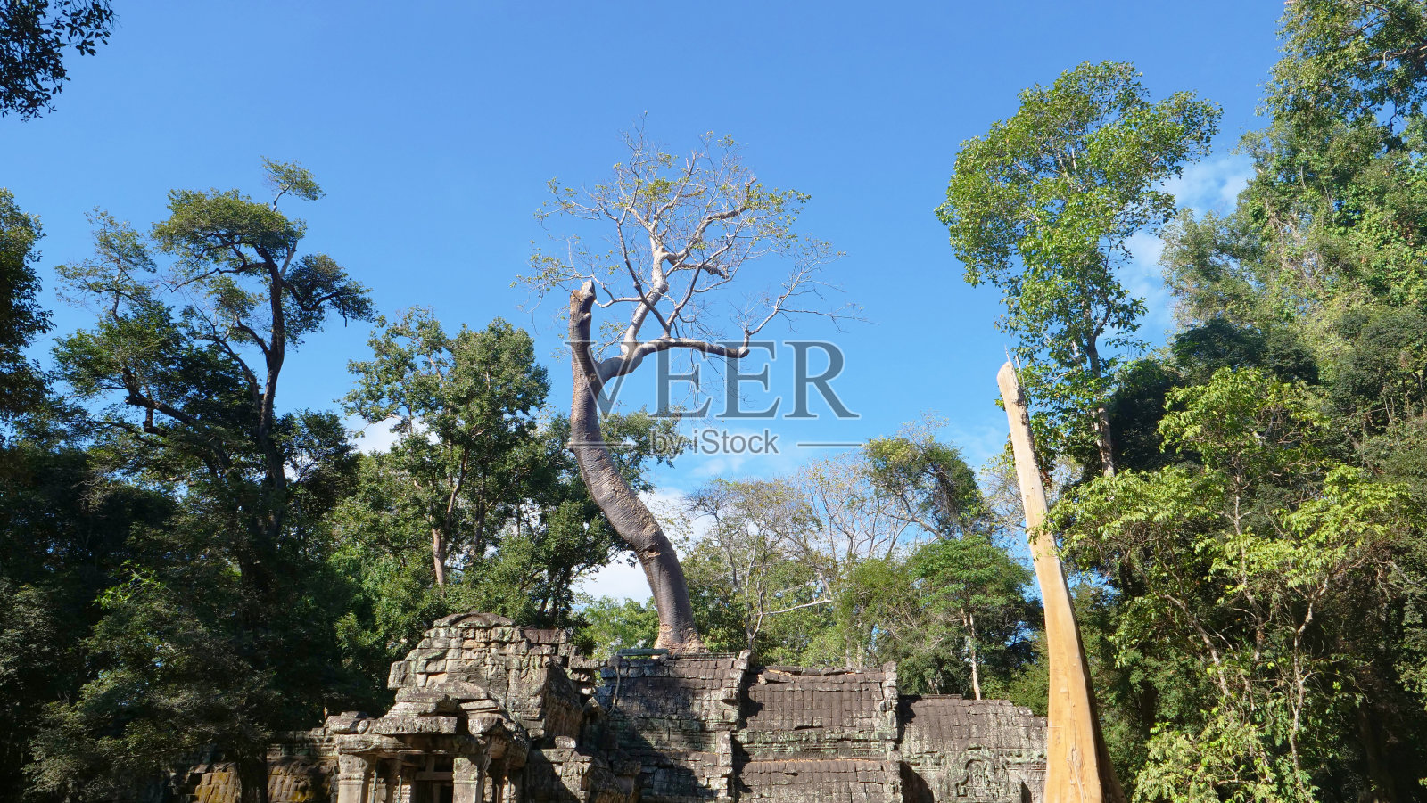 柬埔寨暹粒吴哥窟建筑群的塔普罗姆寺景观。照片摄影图片