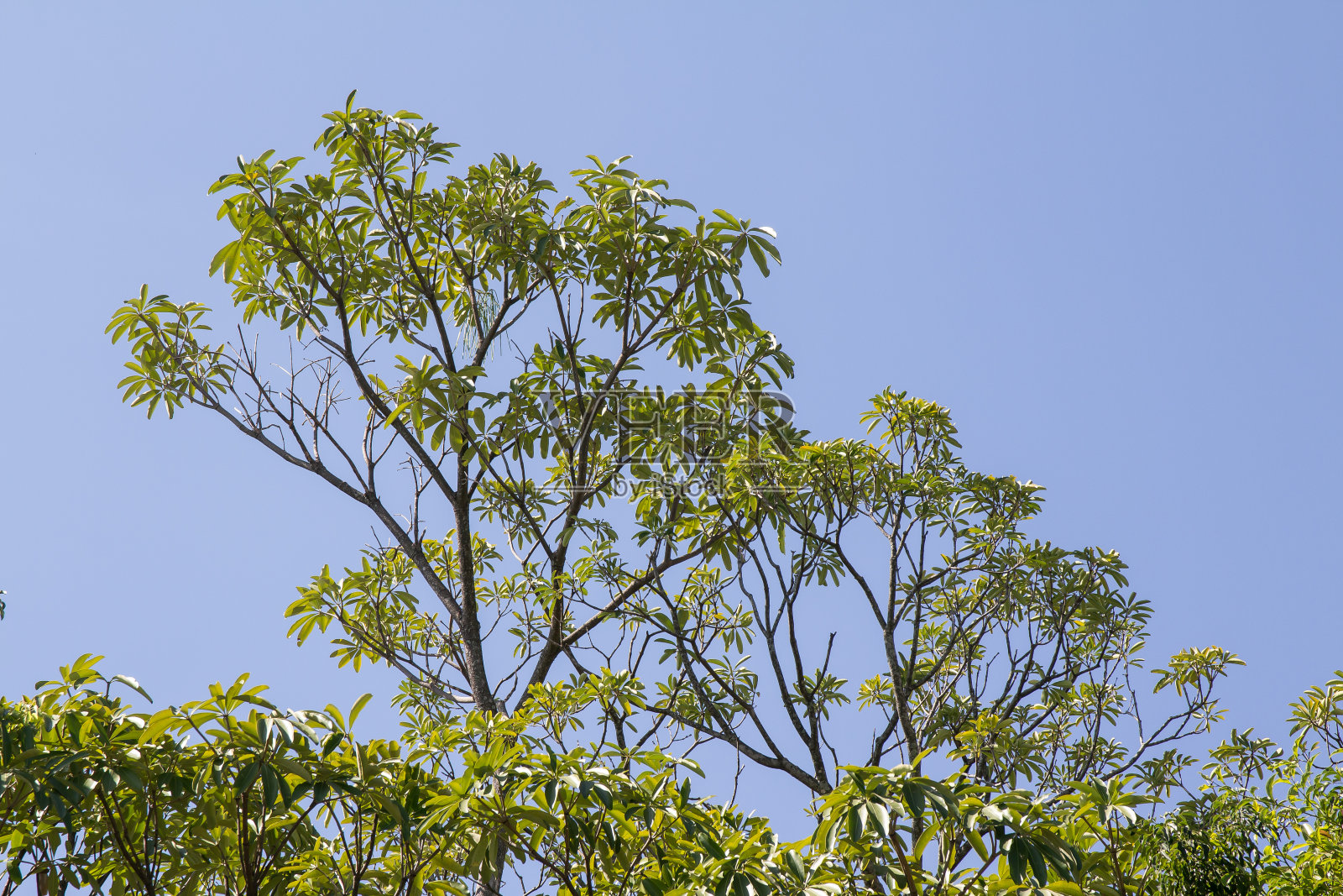 关闭黑板树的叶子照片摄影图片