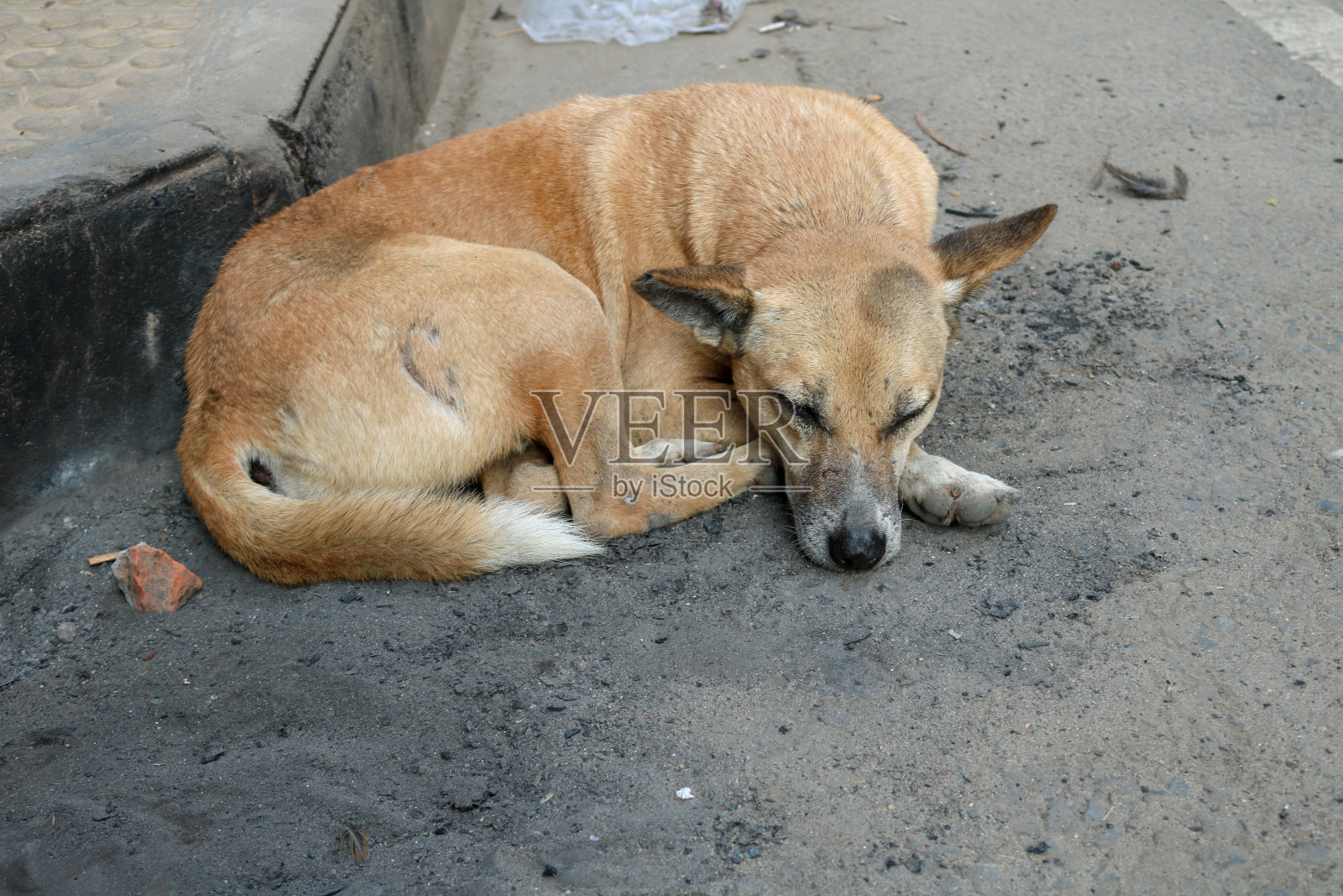 小狗或街上的狗照片摄影图片